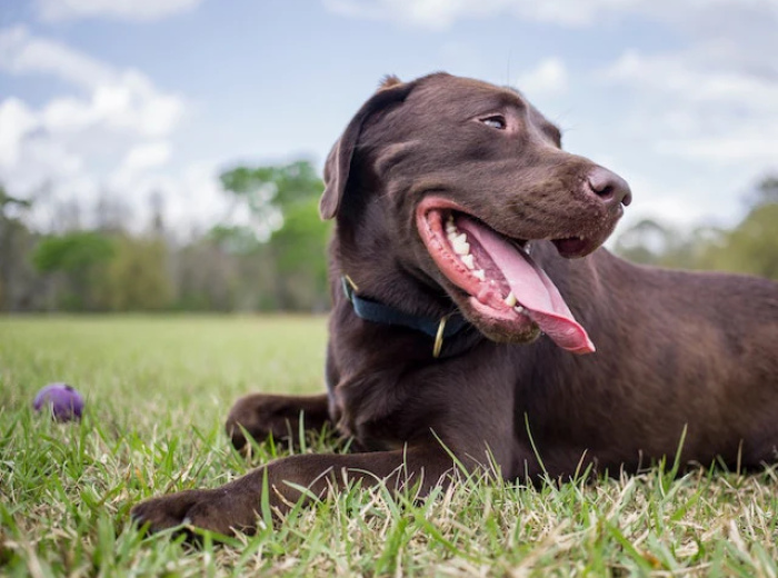 How to Keep Your Dog's Teeth White