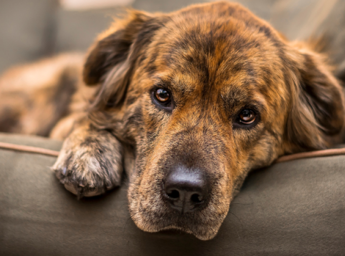 Canine Alert: The Puzzling Respiratory Illness Affecting Dogs Nationwide