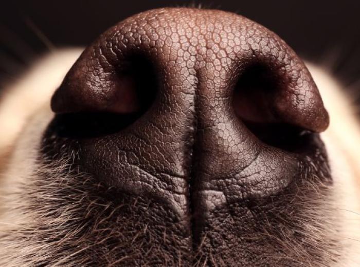 The Power of Sniffing, Searching, and Games: Why Your Dog Deserves a Sniffari Adventure!