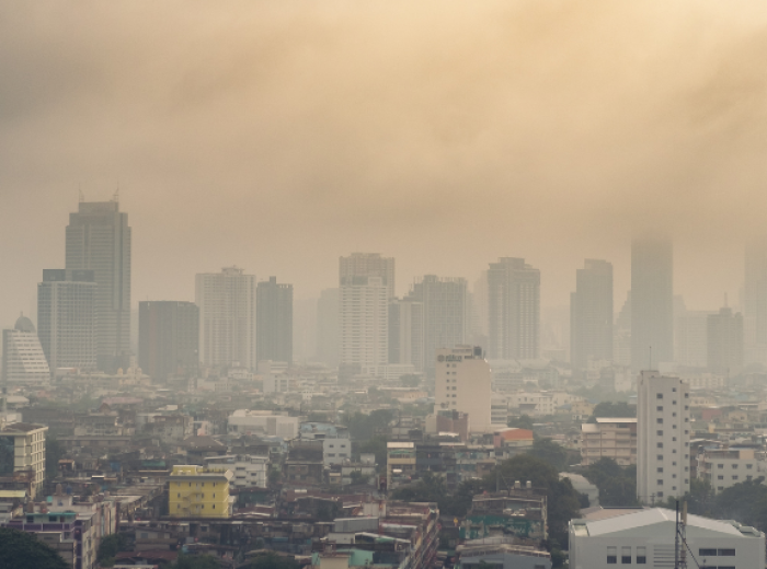 Air Quality and Animals: How Wildfire Smoke Affects Your Pets