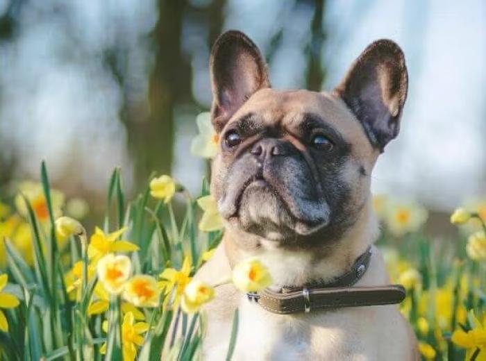 Was Your Dog Stung by a Bee or Cat Stung by a Wasp? Here's What to Do & How to Know When It’s an Emergency