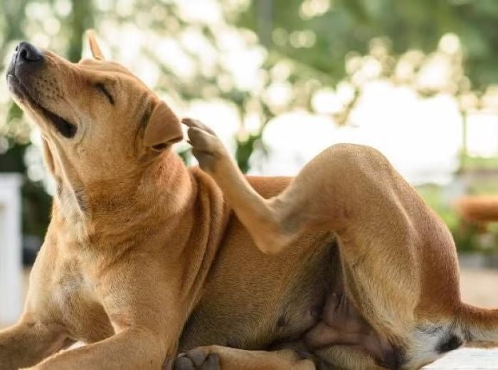Flea Dirt vs. Regular Dirt: How to Tell What’s on Your Pet