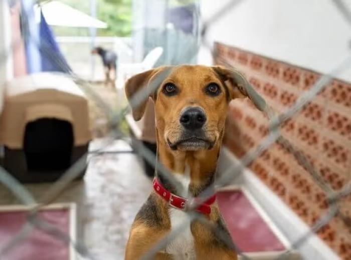 Is My Pet Ready for Boarding? A Vet Checklist Before Summer Vacation