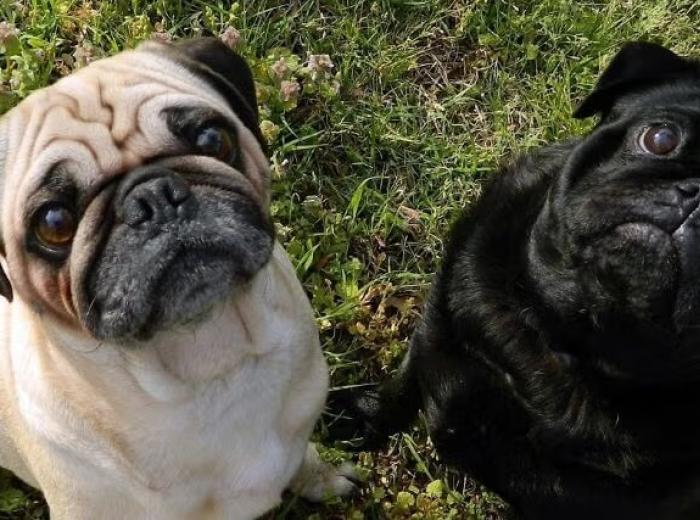 Why Brachycephalic Dogs May Struggle More in Summer Heat
