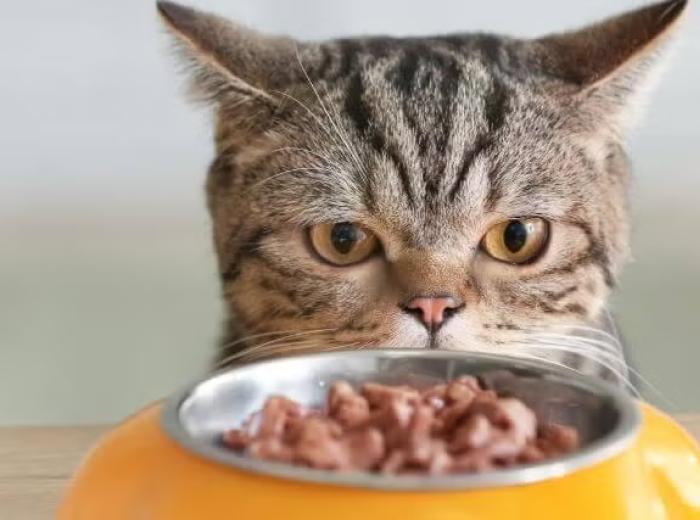 Why Won’t My Dog or Cat Eat? What Pet Owners Should Know