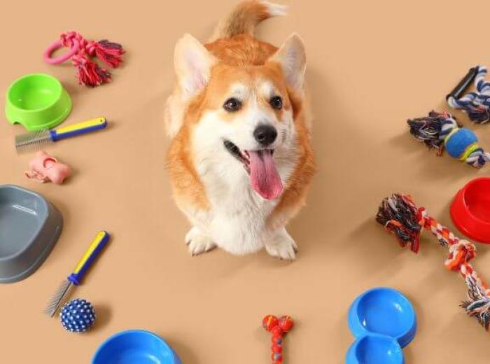 Essential Purchases for First-Time Dog Owners