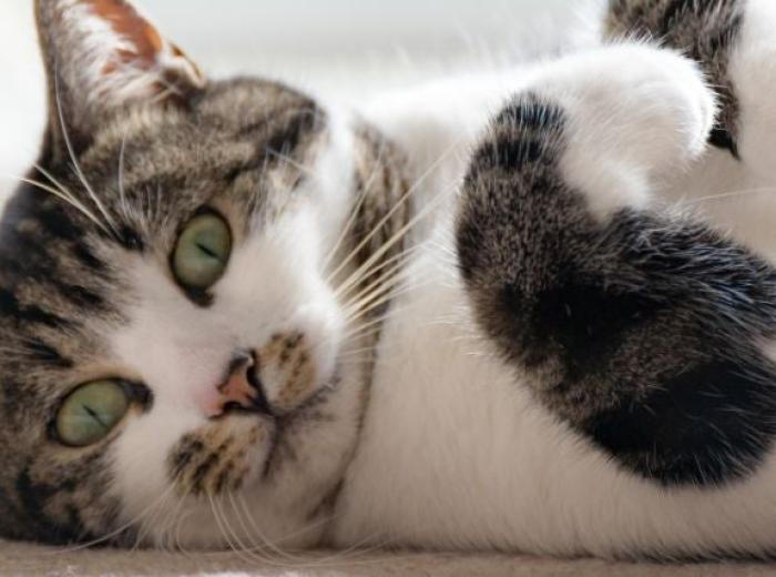 4 Feline Behaviors that Could Become Problematic