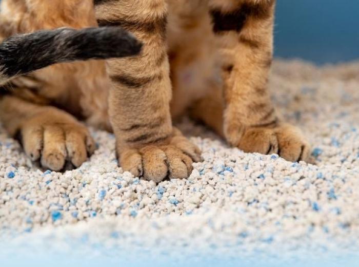 4 Essential Litter Box Tips Every Cat Owner Should Know