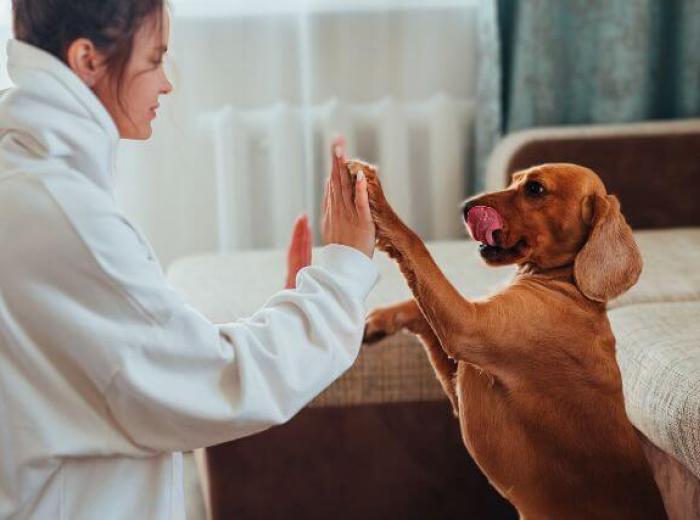 5 Fun Indoor Games to Keep Your Dog Entertained When It's Too Cold Outside