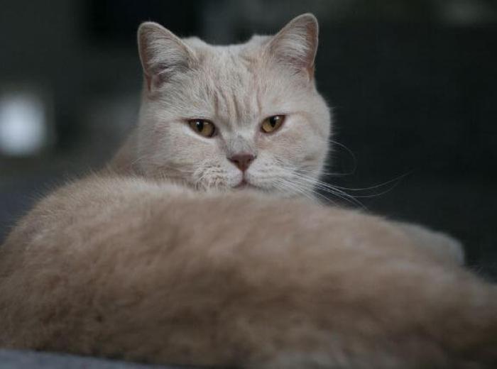 5 Medical Marvels of the Common House Cat