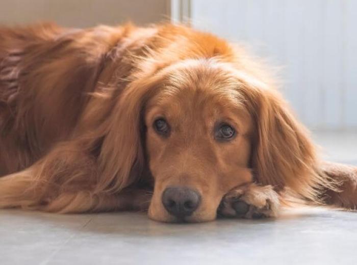 Xylitol: Deadly Sweetener For Dogs