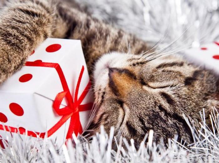 A Quick Guide to Pet-Proofing the Holiday Season