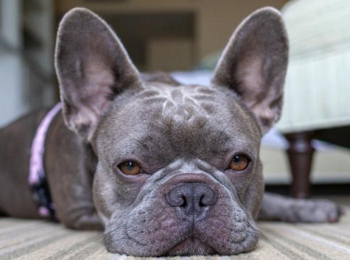 Advocating for Your Pet with IVDD:  Tips for Working with Your Veterinarian and Care Team