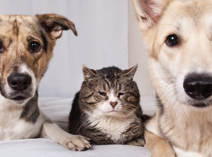 Aging Changes in Dogs and Cats