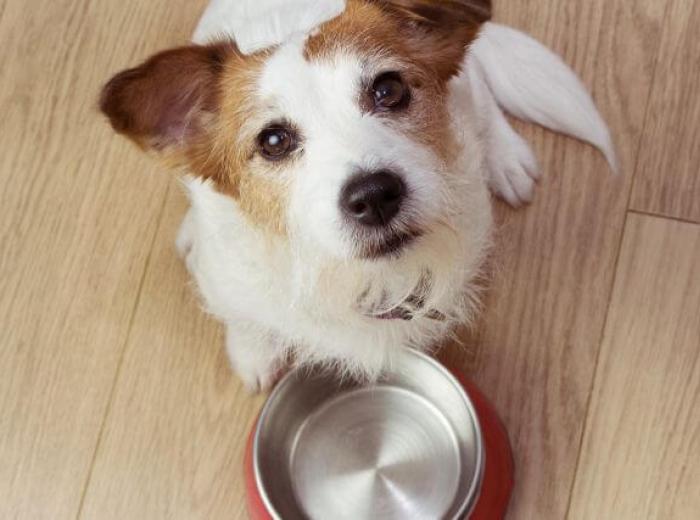 Are By-Products in Pet Food Really That Bad?