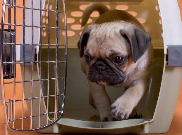 Benefits of Crate Training Your Dog