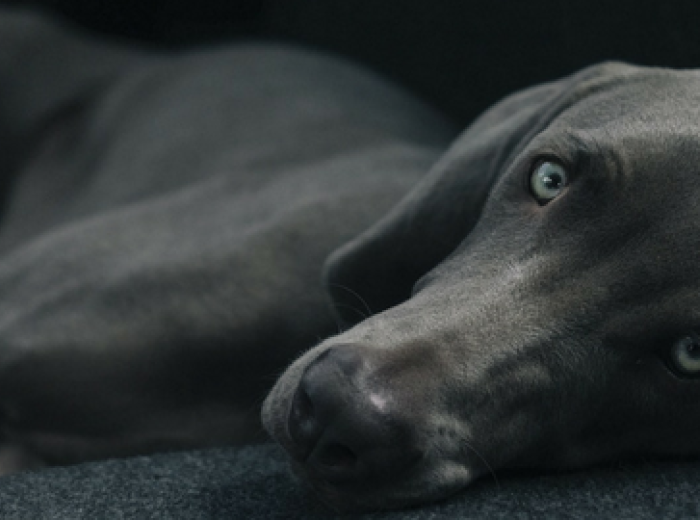 Can Dogs Get the Flu? What to Know About Canine Influenza