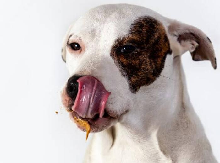 Can Dogs Eat Peanut Butter? A Guide to Safe and Unsafe Nuts for Dogs