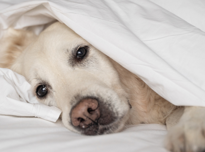 Help! My pet was diagnosed with Canine lymphoma, now what?