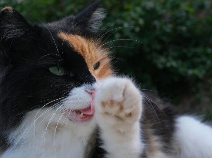 Cat Hairballs: What’s Normal, What’s Not, and When to Call the Vet