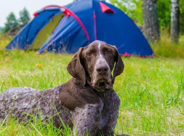 Celebrating National Camping Month with Your Canine Companion
