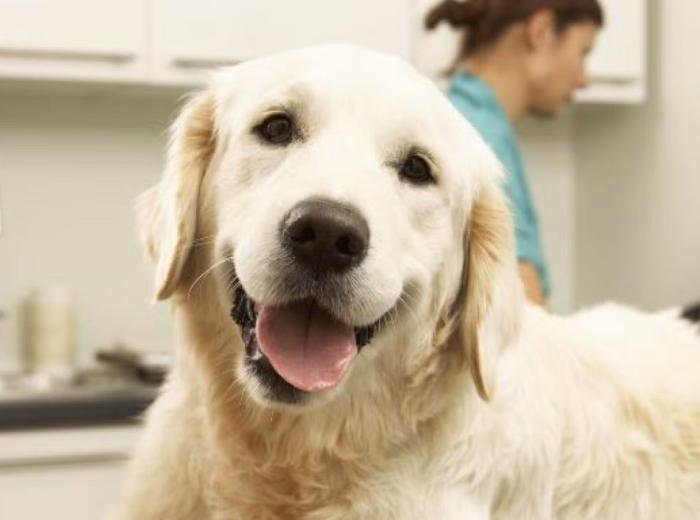 Chiropractic Care for Dogs: 6 Things That a Dog Chiropractor Can Help With