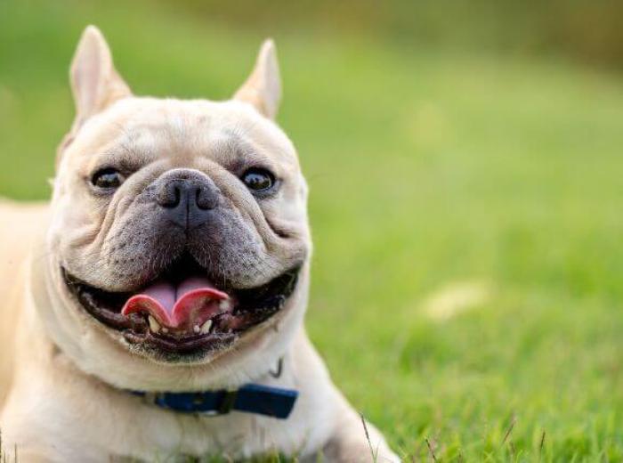 Common French Bulldog Health Issues Every Owner Should Know About