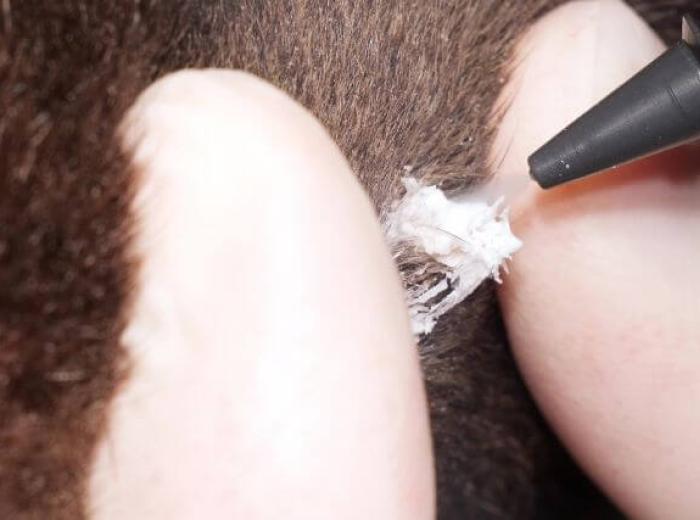 Cryosurgery for Dogs and Cats: An Alternative Option for Treating Lesions and Tumors