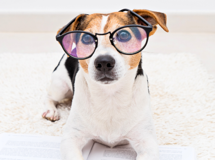 Help Your Pet With "The Back to School Blues"