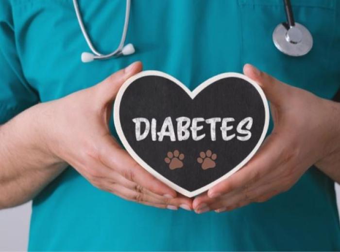 Demystifying Diabetes in Pets: A Guide for National Pet Diabetes Month