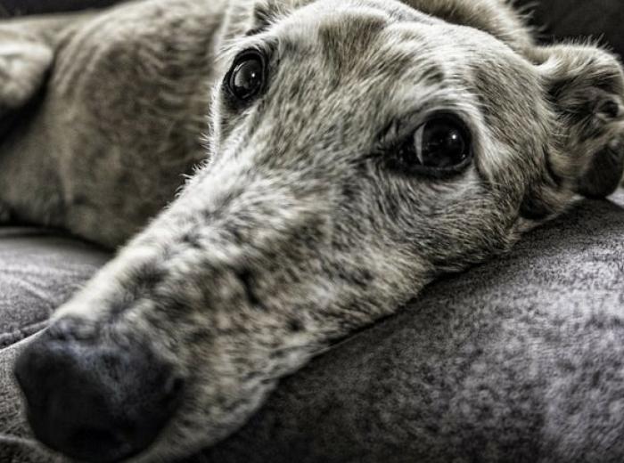 Signs of Cancer in Dogs: What to Watch For and When to Act