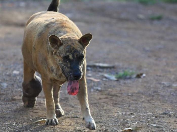 Cellulitis in Dogs: Understanding What It Is and How Your Vet Can Treat It