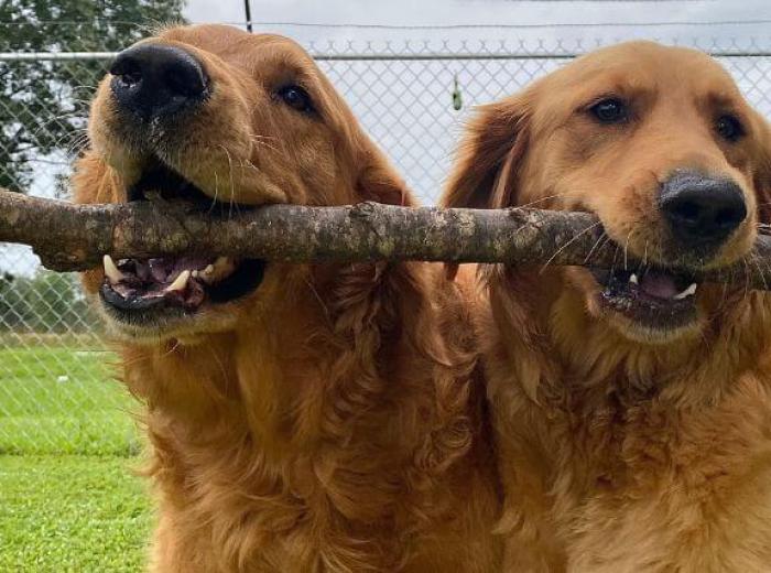Don’t Let Kennel Cough Cause Summer Boarding Blues!