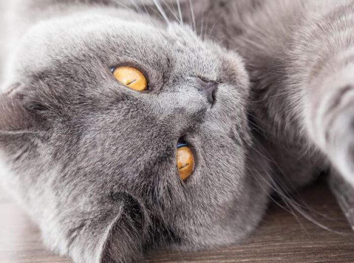 Easing the Ache: Understanding Arthritis in Cats