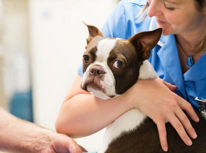 Emergency Vet Visits: When to Go, What to Expect & How to Stay Calm