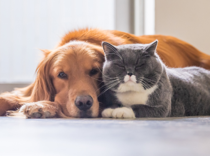 Sniffing Out the Truth: Essential Oil Safety for Pets