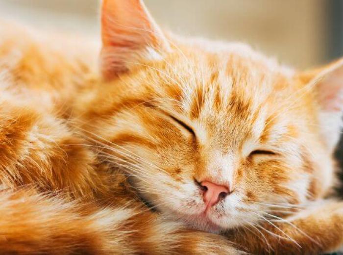 Feline Leukemia Virus (FeLV): What Every Cat Owner Should Know