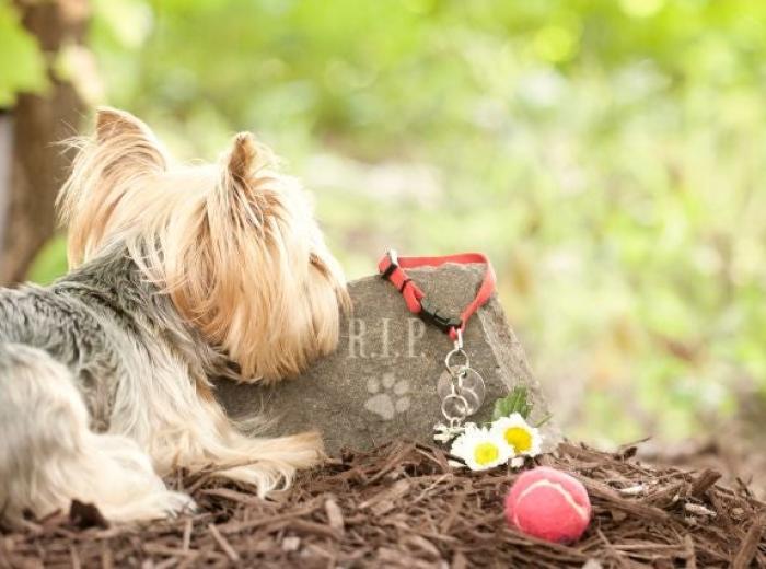 Forget Me Not: Rainbow Bridge Remembrance Day