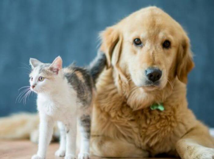 Home for the Holidays: A New Pet Checklist for Dog & Cat Owners