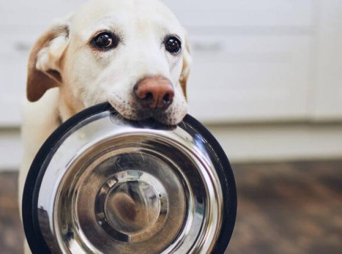 How Do I Choose a Diet for My Dog? Top Tips for Avoiding Information Overload