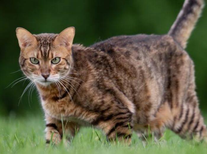 How Hot Is Too Hot for Cats? Your Guide to Caring for Outdoor Cats as Temperatures Rise