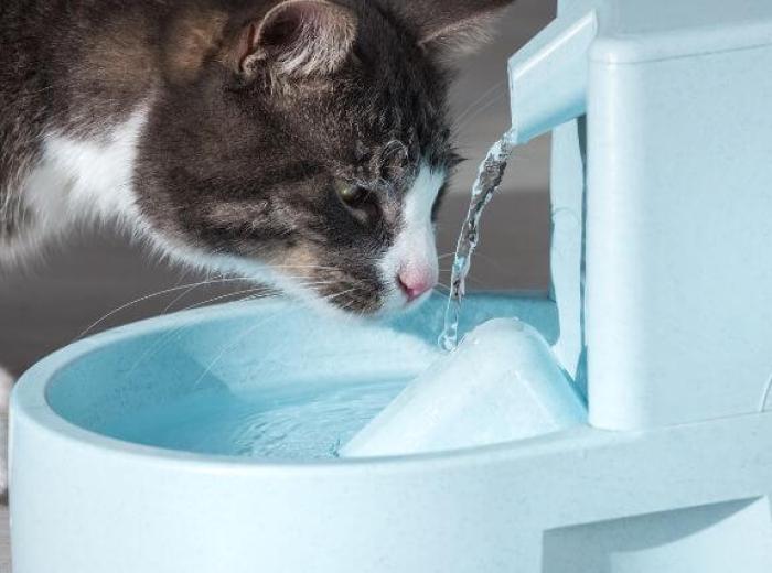 How to Keep Your Cat Hydrated
