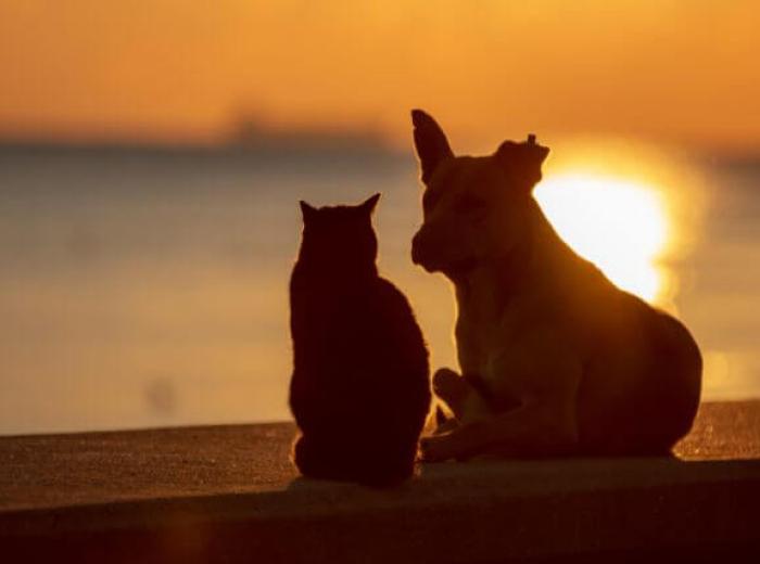 How to Know When It Is Time to Say Goodbye: Thoughts on Euthanasia