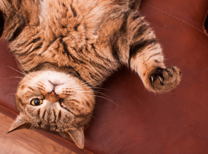 Is Your Cat Acting Strange? Behavior Changes That are a Red Flag