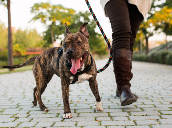 Is Your Dog Acting Up? Conquer Boredom With These 5 Tips