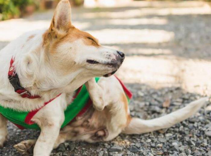 Itch Itch Go Away: A Dog Dermatology Discussion