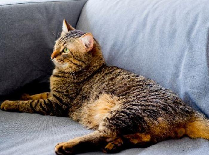 Managing Cat Asthma: Simple Modifications for a Healthier Environment
