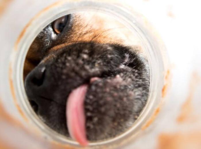 National Peanut Butter Day: How This Tasty Treat Benefits Your Dog