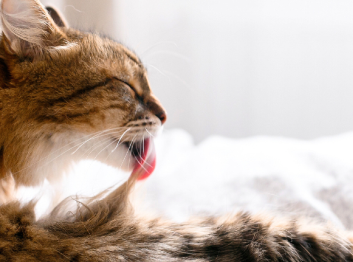 Overgrooming In Cats