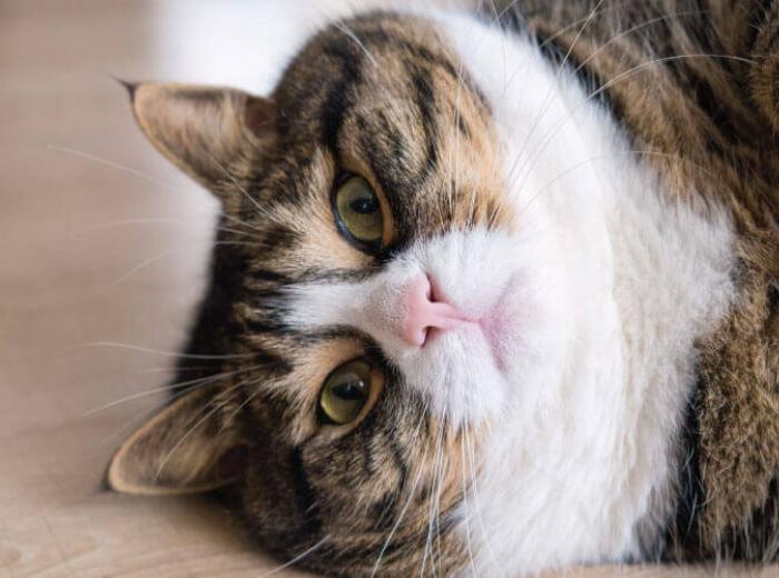 A Pet's Guide To Weight Loss